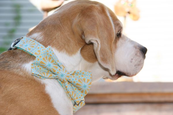 Hundehalsband Tropi handgefertigt mit abnehmbarer Schleife