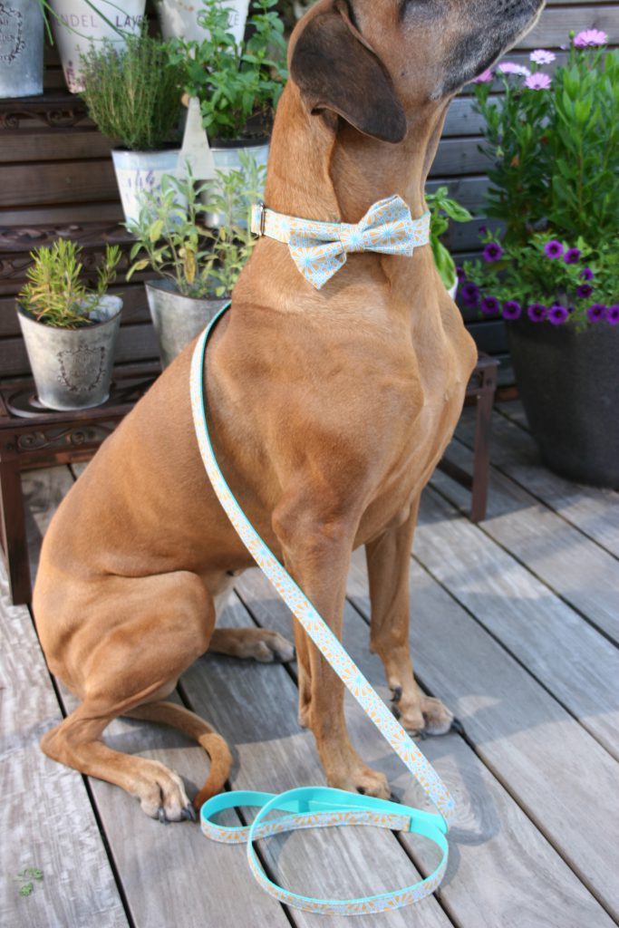 Hundehalsband Tropi handgefertigt Set mit abnehmbarer Schleife